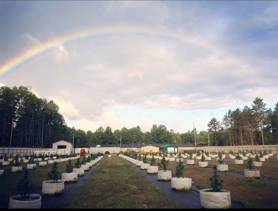 Eagle Cannabis brand